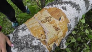 Как заготавливать БЕРЕСТУ — Елена Рогачёва