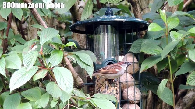 Nikon Coolpix P510 Zoom Test On Birds
