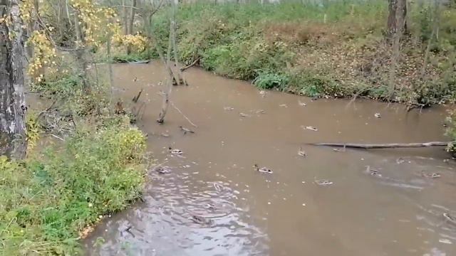 Уточки:) смотреть онлайн