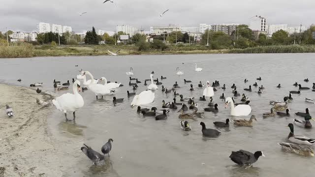 БУМ на пляже ОМЕГА-прилетели ЛЕБЕДИ! Открыли НОВЫЙ СКВЕР на ПОРе!Севастополь 2022 смотреть онлайн