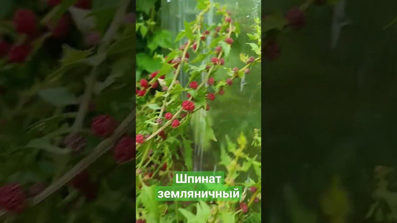 Шпинат земляничный