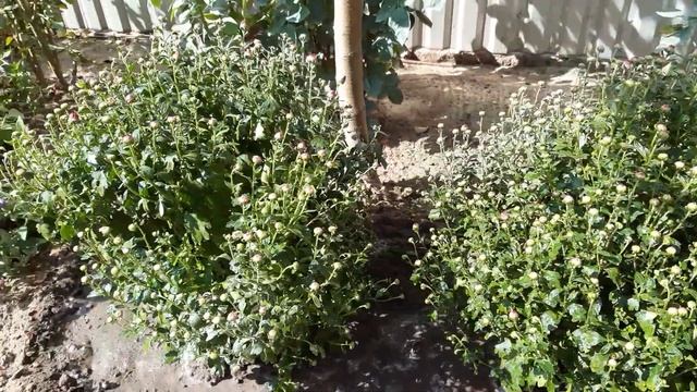 Пересадка и цветение осенних хризантем. 2019. смотреть онлайн