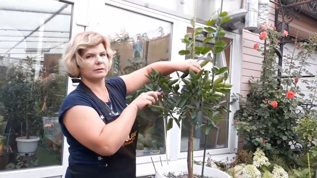 Формировка и обрезка наших цитрусов смотреть онлайн