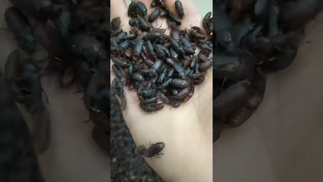 Релакс с жуками мучного хруща! смотреть онлайн
