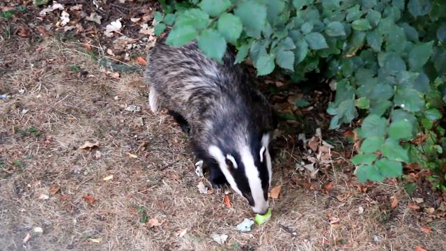 Who ate Martyn's apples? смотреть онлайн