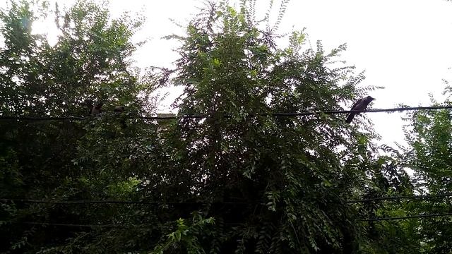 Вороны каркают смотреть онлайн