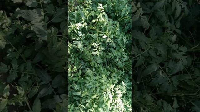 Влияние реакторов Кеше и моей энергетической установки на рост и развитие расстений смотреть онлайн