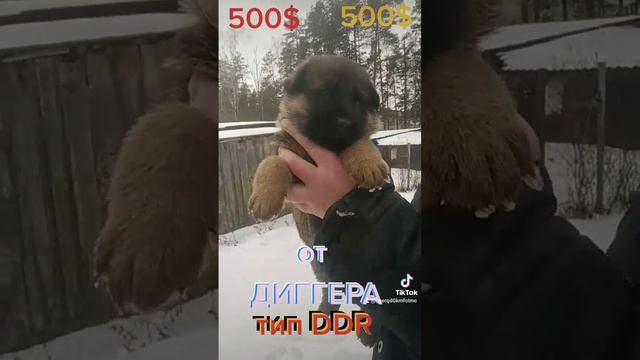 ДИГГЕР тип ГДР щенки от него.Зонарного и Чепрачного окраса.БелаРУСЬ.(1) смотреть онлайн
