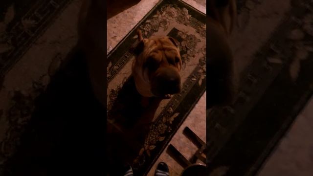 Ужин шарпея по разрешению смотреть онлайн