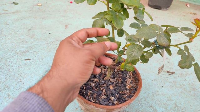 Love And Peace Exhibition Quality Rose | Love & Peace Rose | Yellow Blend Hybrid Tea Rose