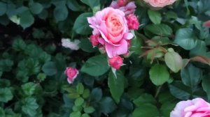 ЧАЙНО-ГИБРИДНЫЕ РОЗЫ. НАДЕЖНЫЕ И ПРОВЕРЕННЫЕ СОРТА.