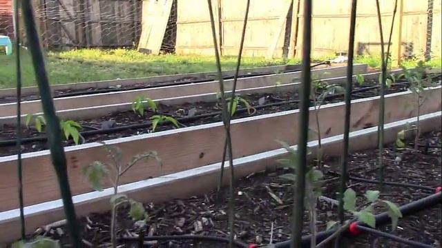 Growing Shrooms In The Garden #shroomers #beginnergardening #mushroom смотреть онлайн