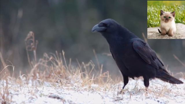 Ворон - Corvus corax.mp4 смотреть онлайн