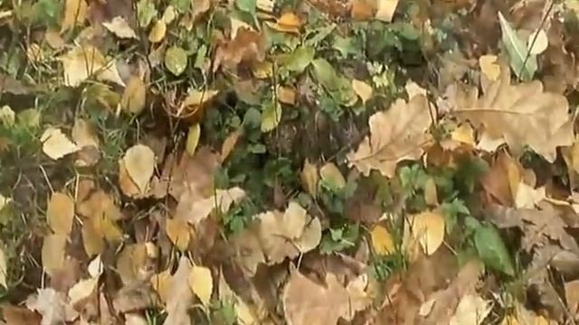 Машина ЗиС смотреть онлайн