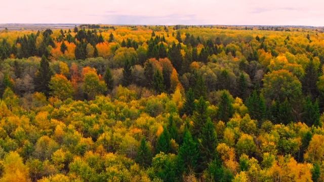 Осень! Берегите Природу! смотреть онлайн