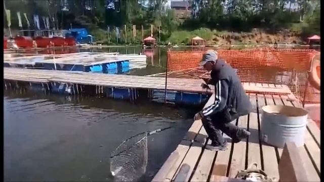 Бешеный клев форели!!! Рыбалка в Подмосковье!!! смотреть онлайн