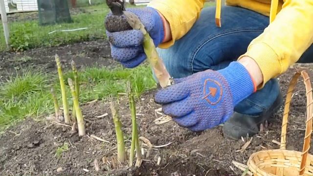 Спаржа - первый урожай года! смотреть онлайн