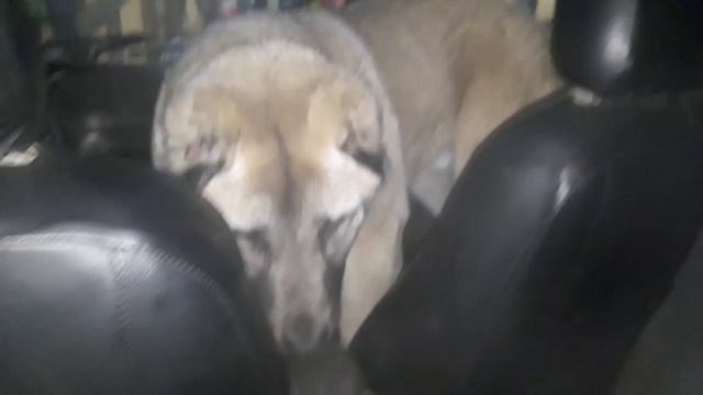 Собаку приучаем к авто. смотреть онлайн