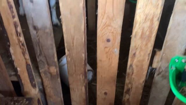 Бэби-бум на ферме. Тройни и двойни у овец и коз. смотреть онлайн