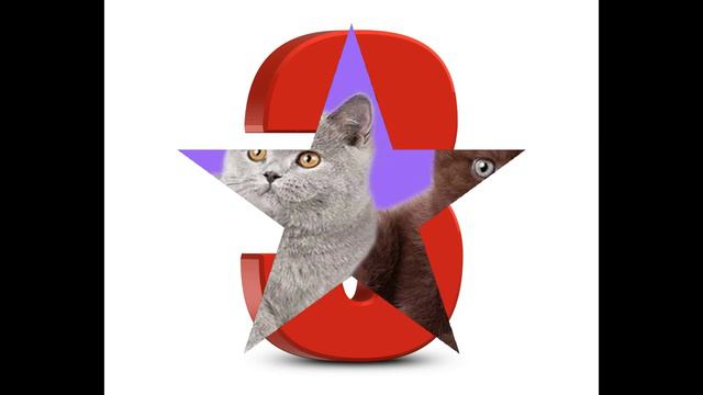 Топ 5 пород кошек ( по мнению моих одноклассников ) смотреть онлайн