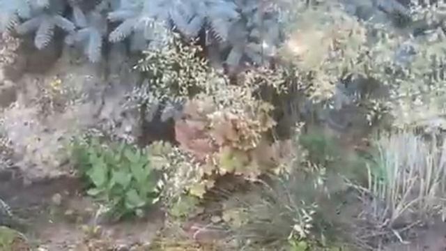 Как обрезать ясколку,рододендроны ,травы,магонию падуболистную