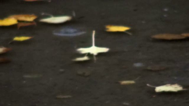 Божественная мелодия - *♫*♥* ВАЛЬС ДОЖДЯ *♫*♥* смотреть онлайн