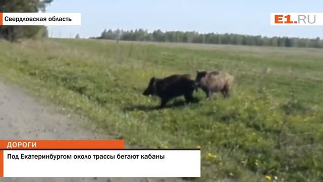 Под Екатеринбургом около трассы бегают кабаны смотреть онлайн