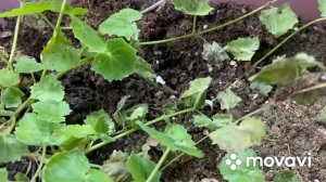 Размножение Лофоса. 🌺Моя неудача и успех 🤨 лайфхак для укоренения лиан