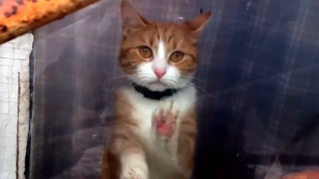 Грустный котик смотреть онлайн