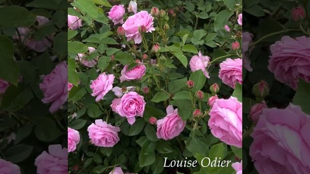 ルイーズ オディエ Louise Odier смотреть онлайн