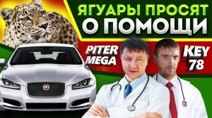 Ягуары тоже болеют. Автоэлектрик провел расследование.BCM (Body Control Module)