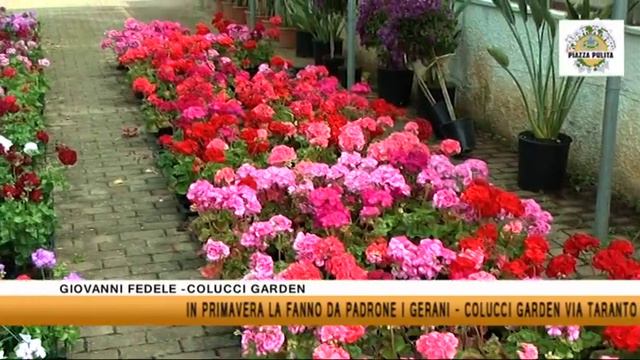 Festa Del Geranio da COLUCCI GARDEN