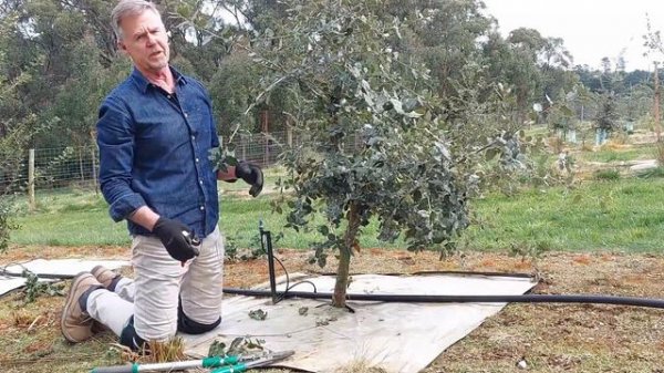 How to Prune 2-Year-Old Truffle Trees