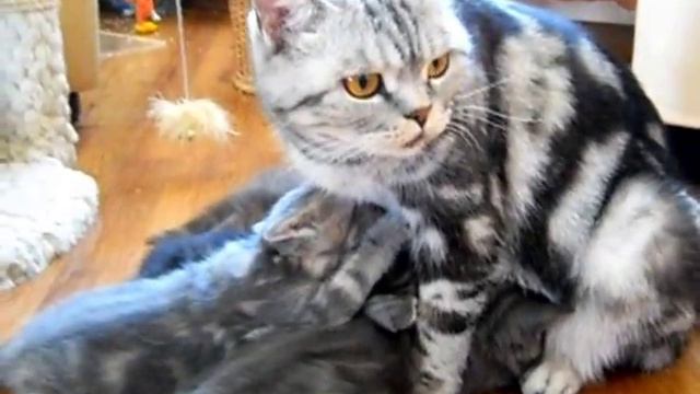 Копия видео 