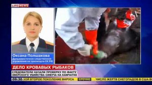 СК проверяет рыбаков, распиливших краснокнижного сивуча на траулере