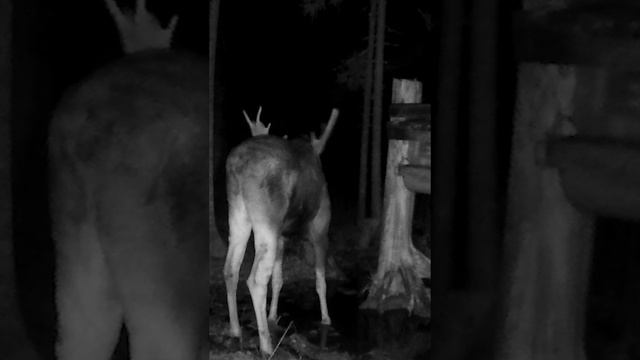 Чих-чих-как! Лосиные эксперименты с солью: Парнокопытный чихает или лосиная аллергия?