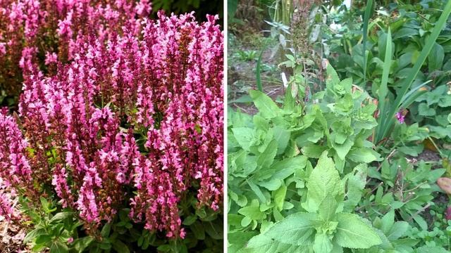 МНОГОЛЕТНИКИ и КУСТАРНИКИ,которые НЕЛЬЗЯ ОБРЕЗАТЬ на зиму/Какие растения нельзя обрезать осенью. смотреть онлайн