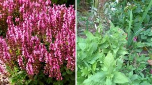 МНОГОЛЕТНИКИ и КУСТАРНИКИ,которые НЕЛЬЗЯ ОБРЕЗАТЬ на зиму/Какие растения нельзя обрезать осенью.