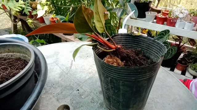 Philodendron RED CONGO II Propagation I Top Cut II anahardinera atbp. смотреть онлайн