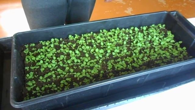 Полив петунии смотреть онлайн