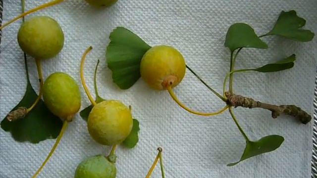 Ginkgo biloba seeds смотреть онлайн