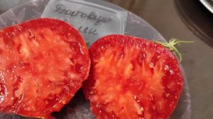 Коллекционные сорта томатов. Полиция 40, Долговязая Салли, Ворлон, Сибирский розовый тигр