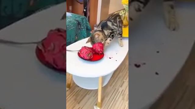 Видео,приколы,юмор,смех смотреть онлайн
