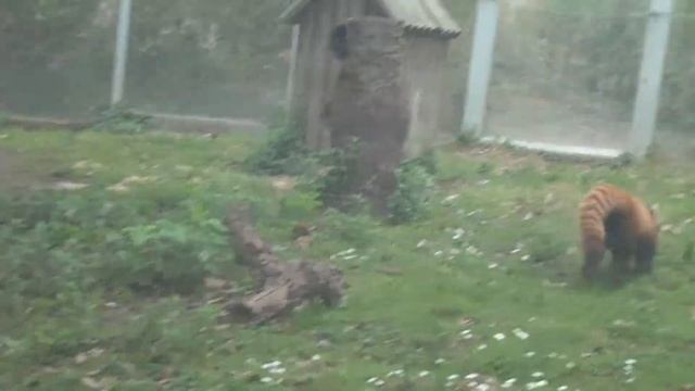 Малая (красная панда) смотреть онлайн