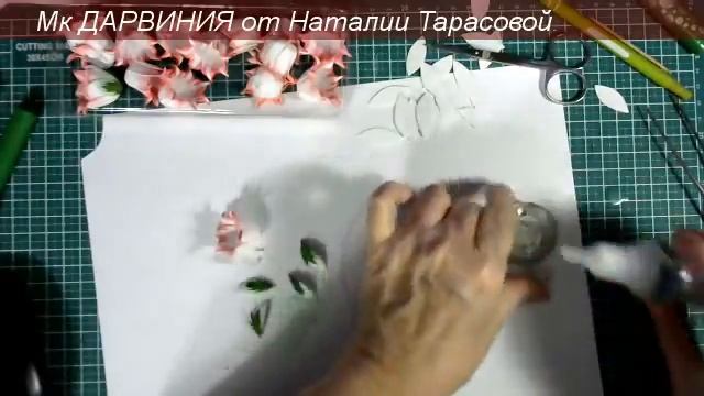 Мк ДАРВИНИЯ из фоамирана от Наталии Тарасовой. смотреть онлайн