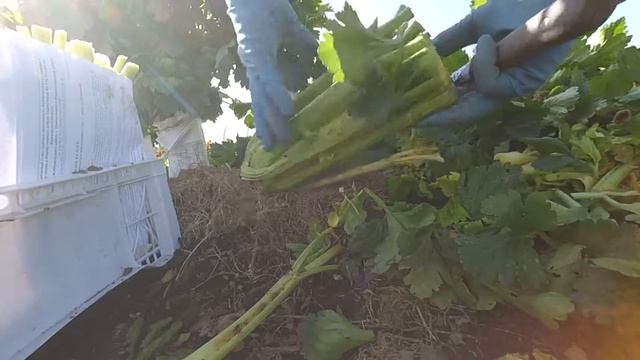 Сельдерей черешковый. Уборка и правильное хранение. смотреть онлайн