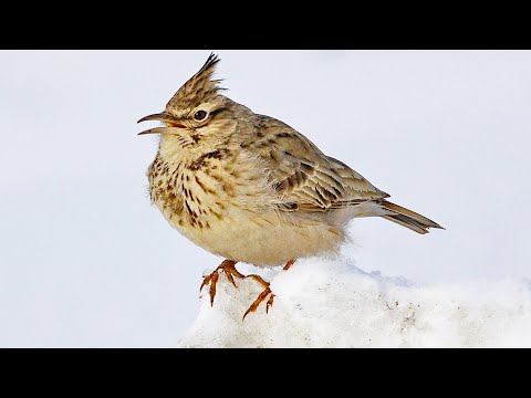 Интересные факты про птицу жаворонок. Факты про птиц смотреть онлайн