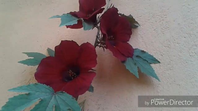 Cranberry Hibiscus Grow & Care смотреть онлайн