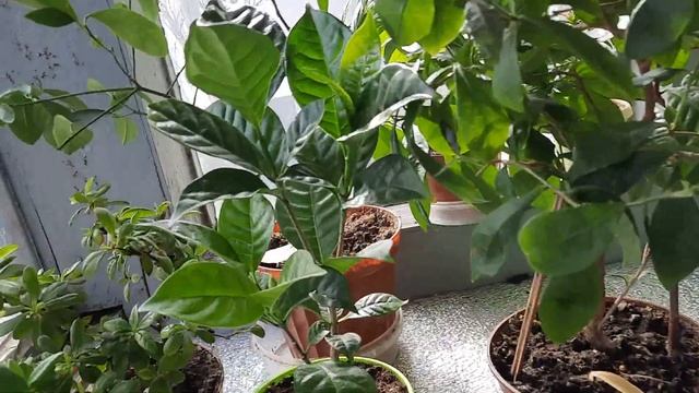 #Комнатные растения. ///" Весна идет - весне дорогу!" смотреть онлайн