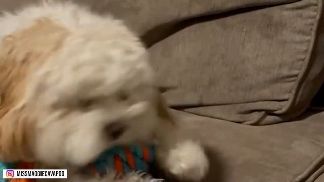 Cockapoo Vs Cavapoo | Differences Of These Two Cuties - The Cockapoo And The Cavapoo
